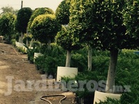 Jardinería Empresarial Erick Garrido