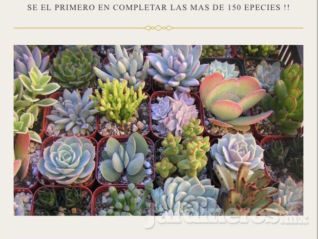 SUCULENTAS!! tenemos mas de 150 especies. Pregunta nuestros precios.