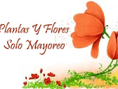 Plantas Y Flores Solo Mayoreo