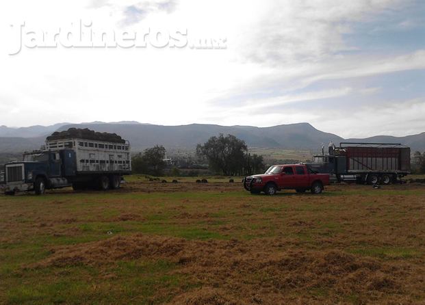 Pasto Y Plantas Márquez