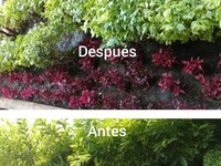 Mantenimineto de jardinera (poda)