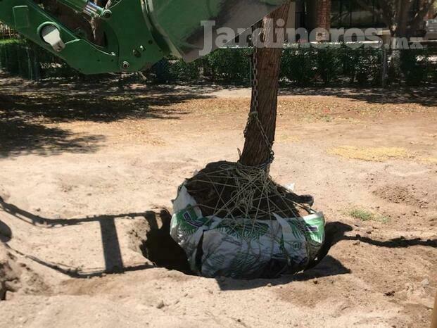 Rescate y trasplante de especies de cualquier tamaño