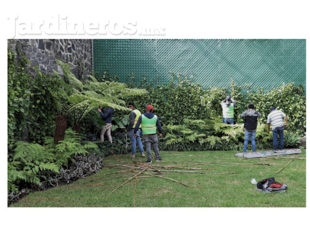 mantenimiento a jardin, limpieza de jardines, poda.