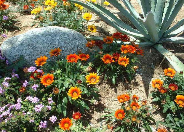 Flores desérticas