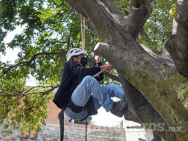 Poda de sanidad 