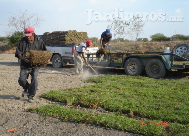 Pasto en rollo