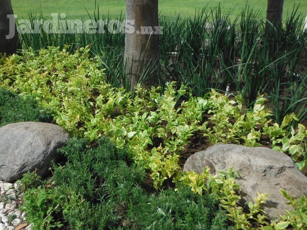 Diseño de jardín y suministro de vegetación