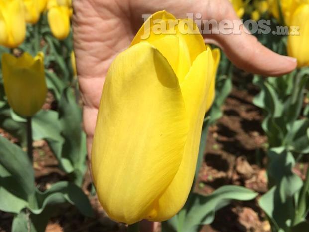 Tulipanes... ¿del tamaño de tu mano?