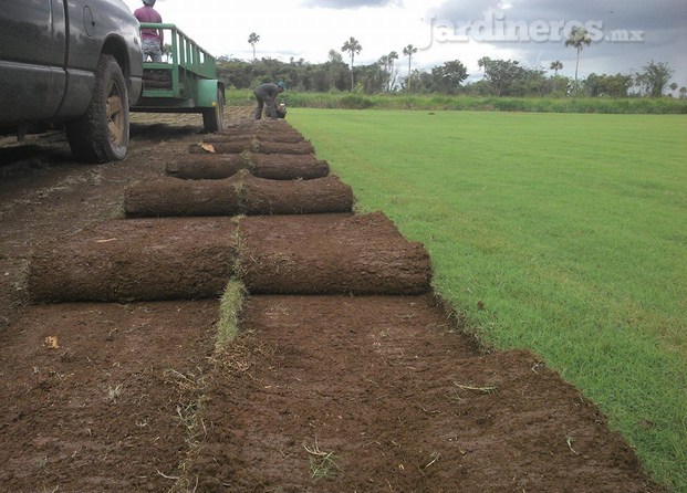 CORTE DE PASTO PASPALUM