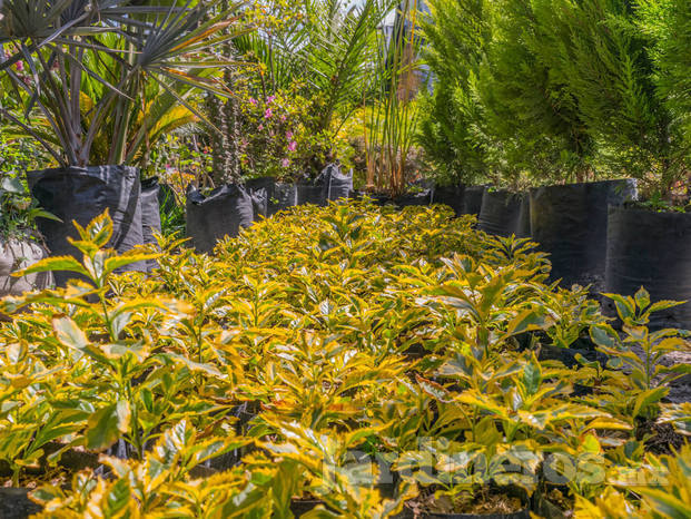 Enorme Variedad en Plantas