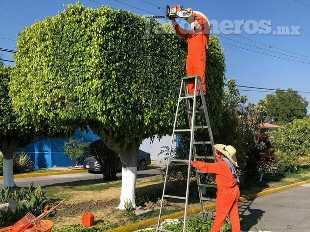 SERVICIO DE PODA FORMATIVA 