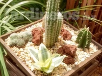 Cactáceas, diseño de jardín desértico, decoración con piedra