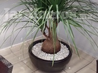 Plantas de interior, maceta de fibra de vidrio, decoración con piedra