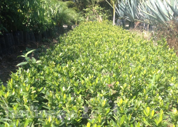 Comercializadora Verde Bahía