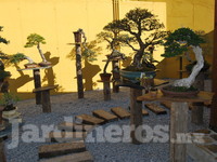 Jardín zen bonsai