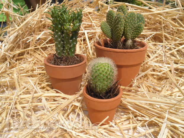 Cactus