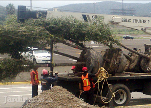 Transportes