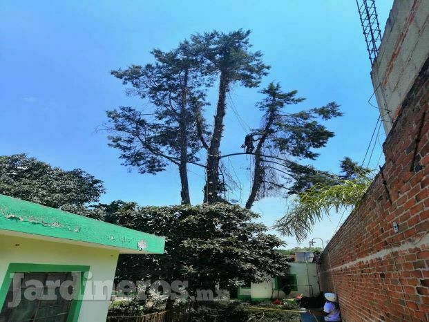 Eco árbol