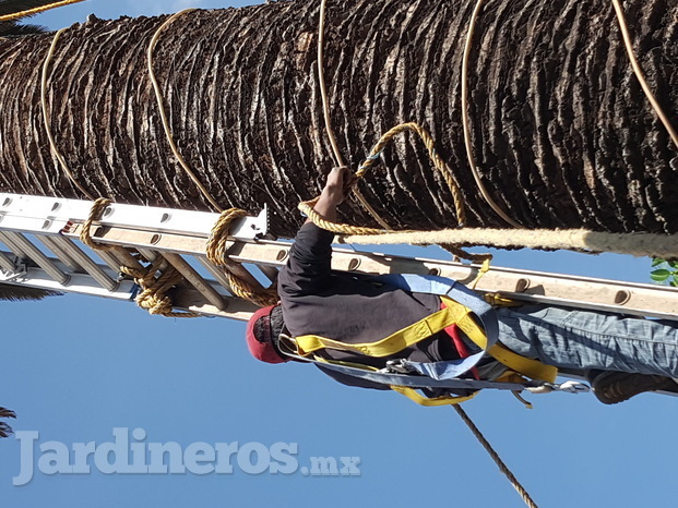 Poda de palmera