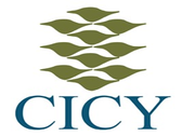 Cicy