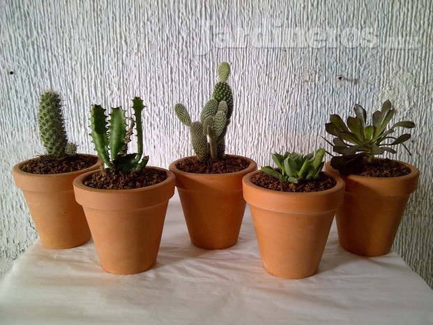 53 cactus en maceta de barro
