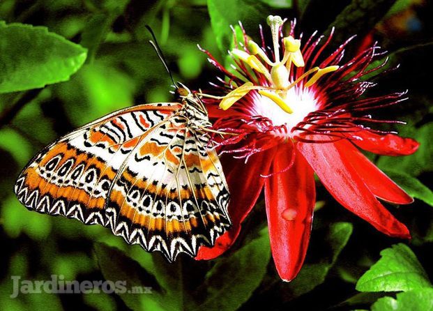 Schmetterlingsgarten (Jardín De Mariposas )