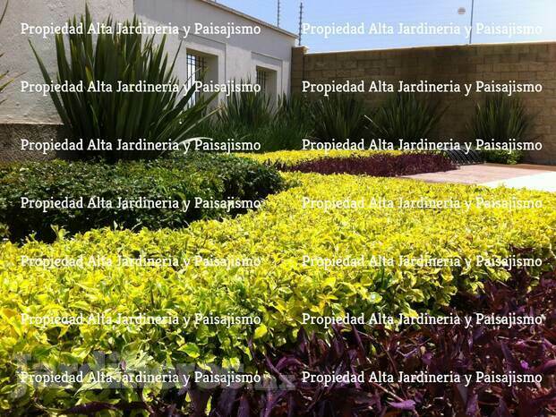 empresas-de-jardineria-leon-gto.jpg