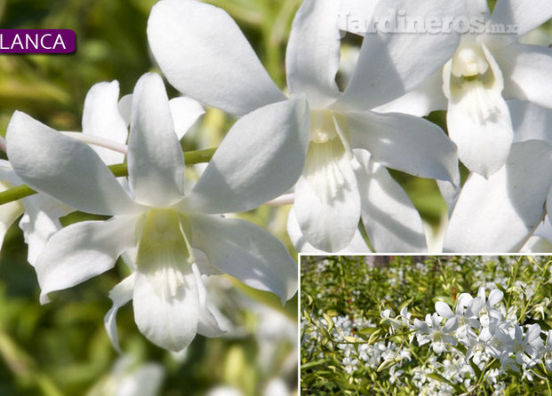 Orquídea Blanca