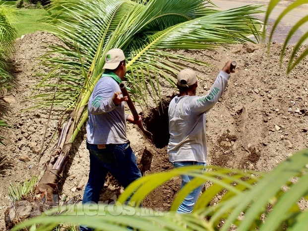 Jardineros Puerto Vallarta