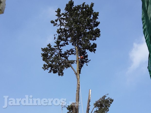 Poda de árbol.