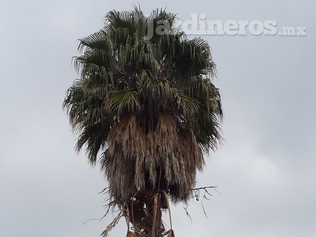 Limpieza de palmera.