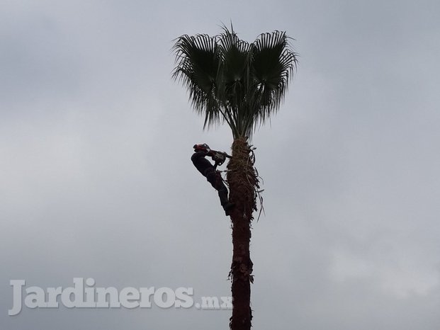 Limpieza de palmera.