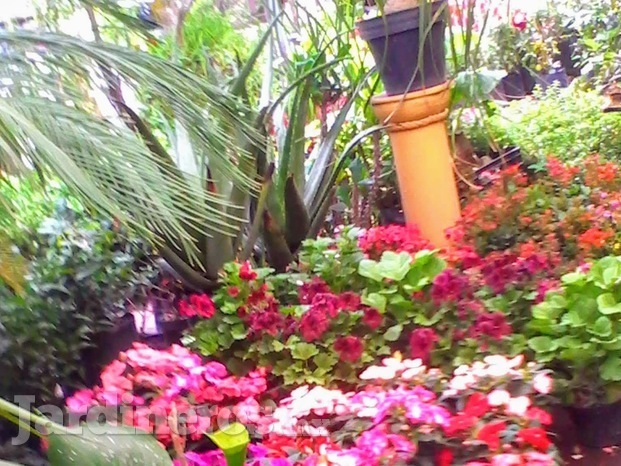 Plantas de invernadero