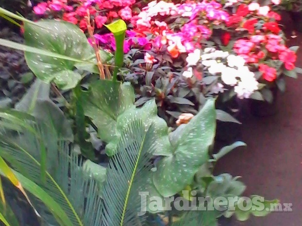 Plantas de  invernadero