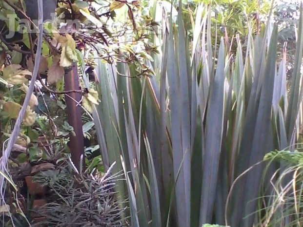 Planta fornio