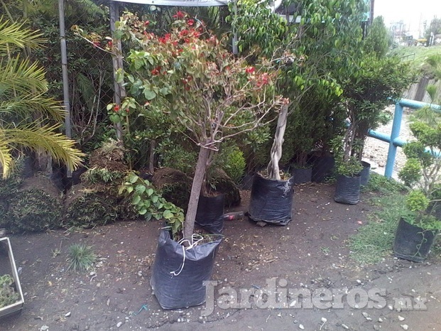 Árboles, con figuras.  Ficus, tulias, árboles frutales