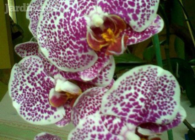 Orquídeas Orquimanía
