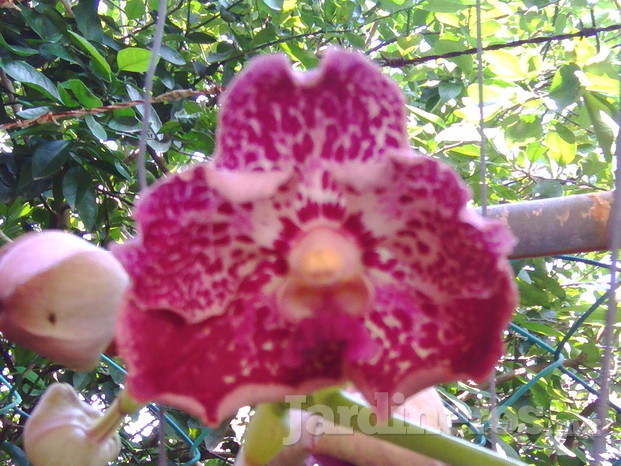 Orquídeas Orquimanía