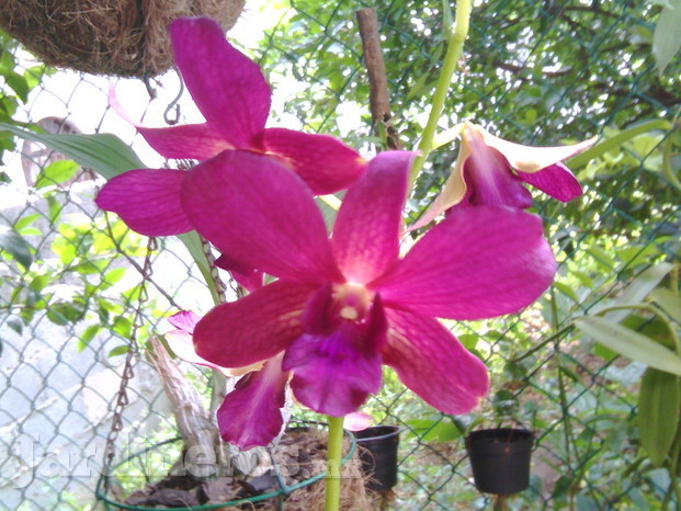 Orquídeas Orquimanía