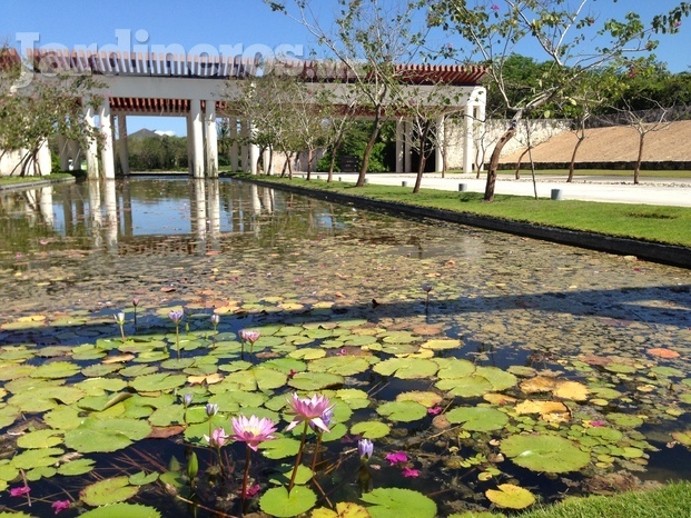 Lago con Nenufares y Arbol Orquidea