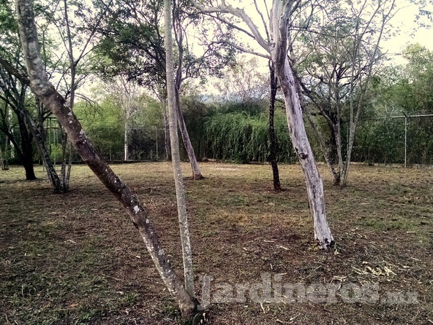 Jardineros Mendiola 