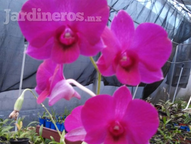 Orquídeas