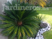 Decoración con palmeras