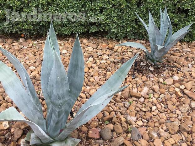 Agaves y gravas