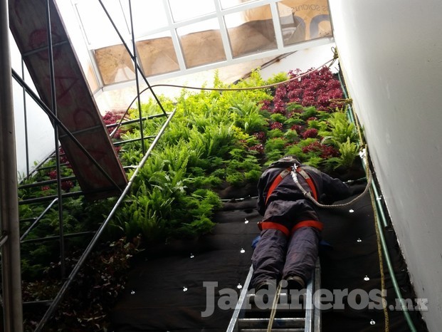 Muro verde instalación