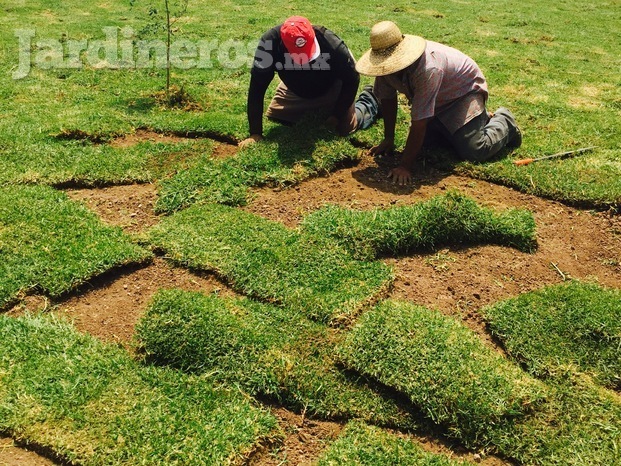 Instalación de pasto