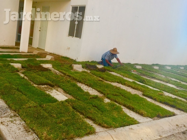 Pasto en rollo