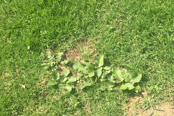 ¿Cómo quitar hierba en el pasto?