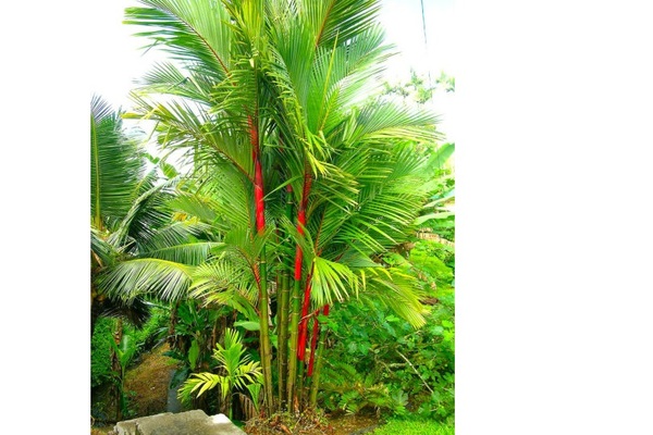 ¿Donde puedo conseguir la Palma de tallo rojo, Cyrtostachys renda?