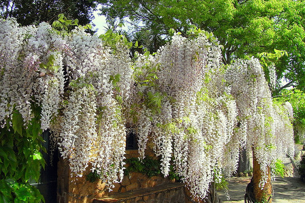 ¿Me gustaria saber si cuentan con la planta glicina wisteria en color blanco?